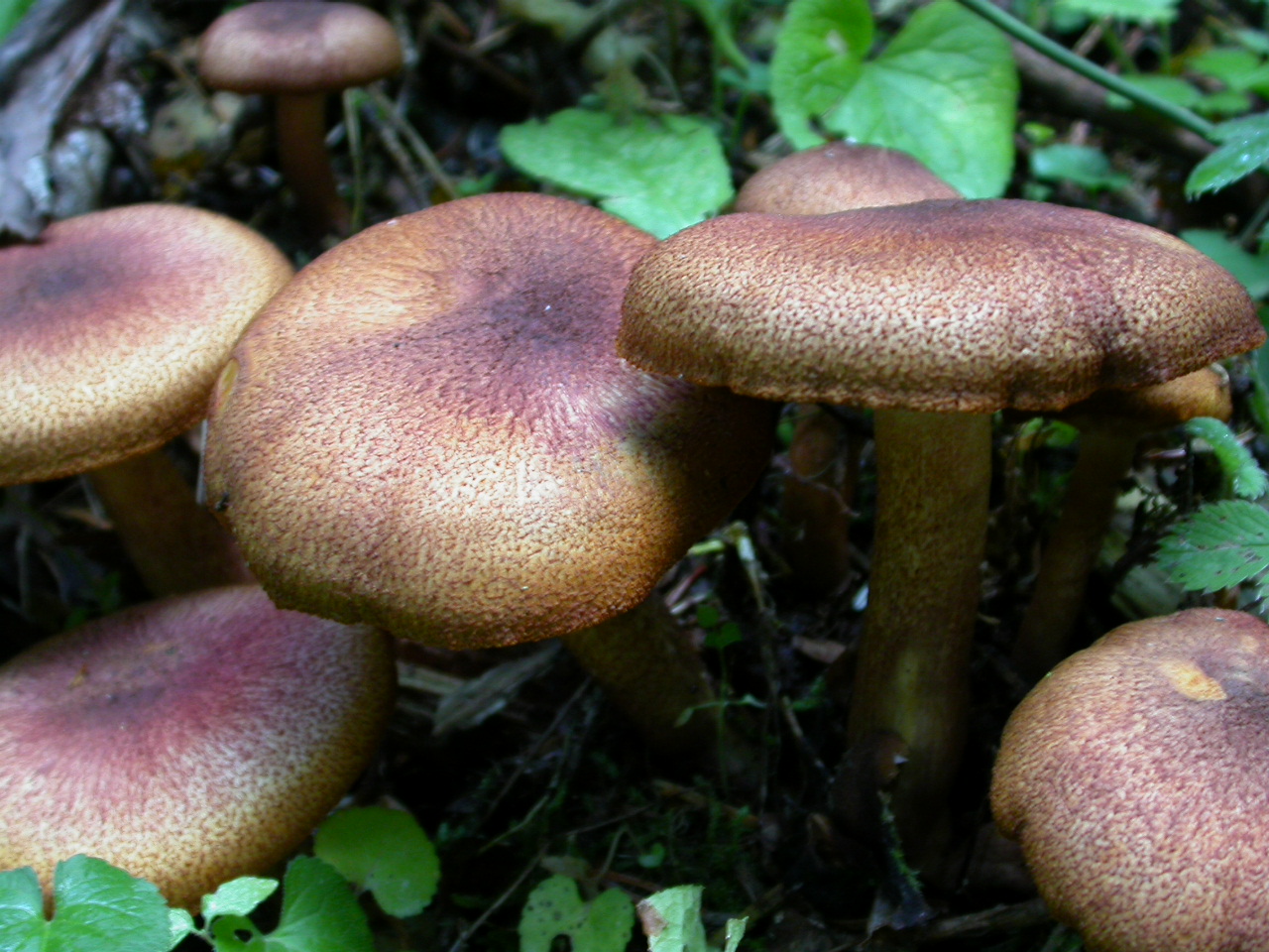 Külahlı Bal Mantarı -  Armillaria ostoyae